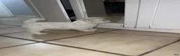 Maltese dogs for sale: Maltese 1 - Ad 6