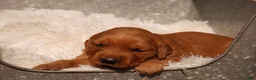 Golden Retriever dogs for sale: Daisy -AKC, Genetically Clear - Ad 4