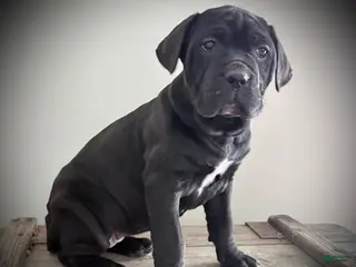 Cane Corso dogs for sale: Ruby - Ad 2