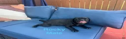 Pug dogs for sale: Rocky - Ad 6