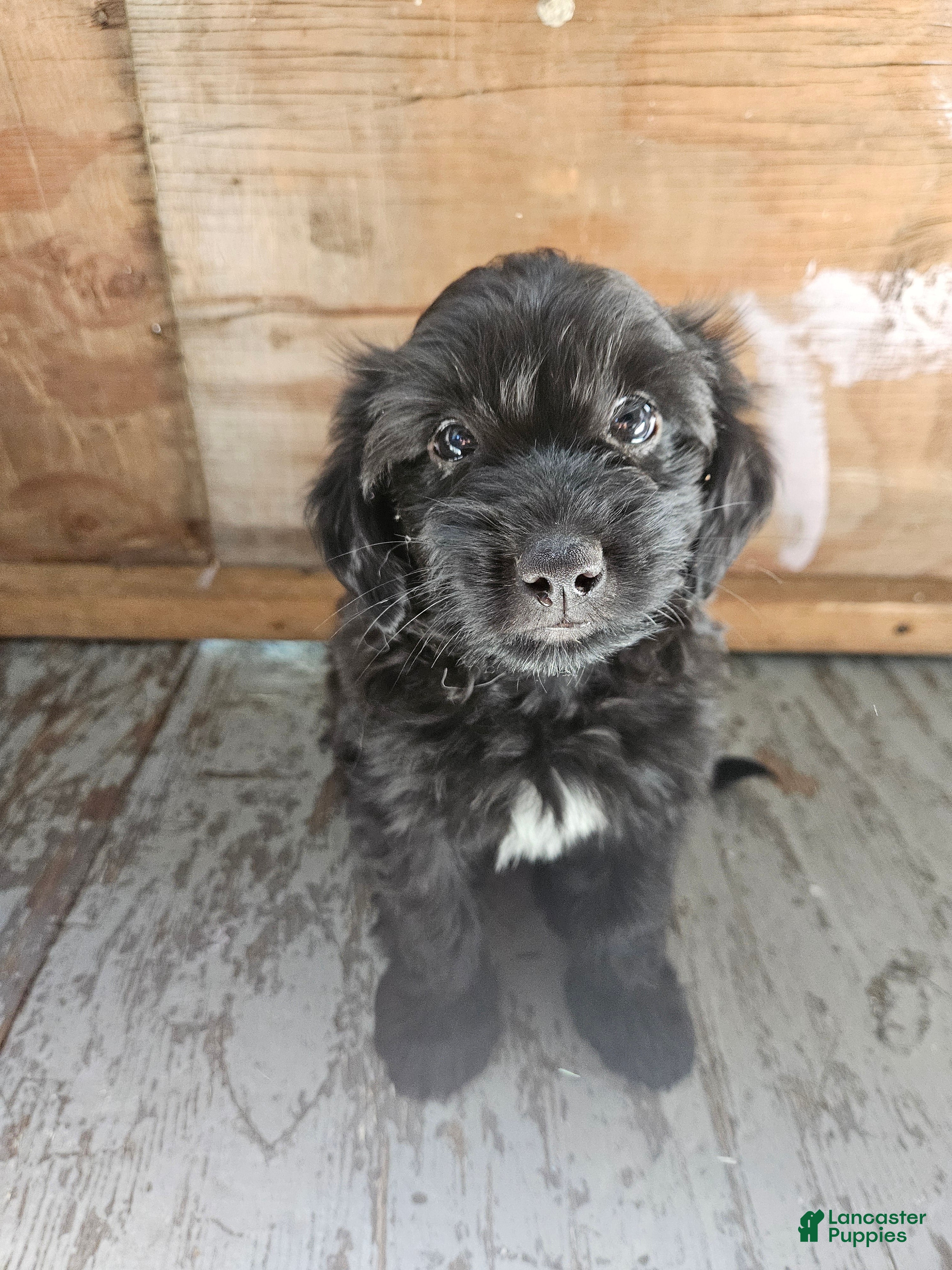 Havanese dogs Havanese 5 - Ad 2