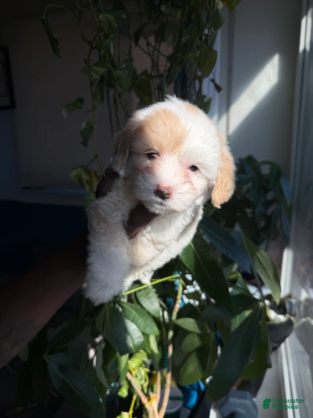Mini Aussiedoodle dogs for sale: Nirvana - Ad 1