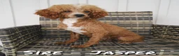 Mini Goldendoodle dogs for sale: Tinker - Ad 10