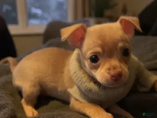 Chihuahua dogs Chihuahua Puppy 3 - Ad 5