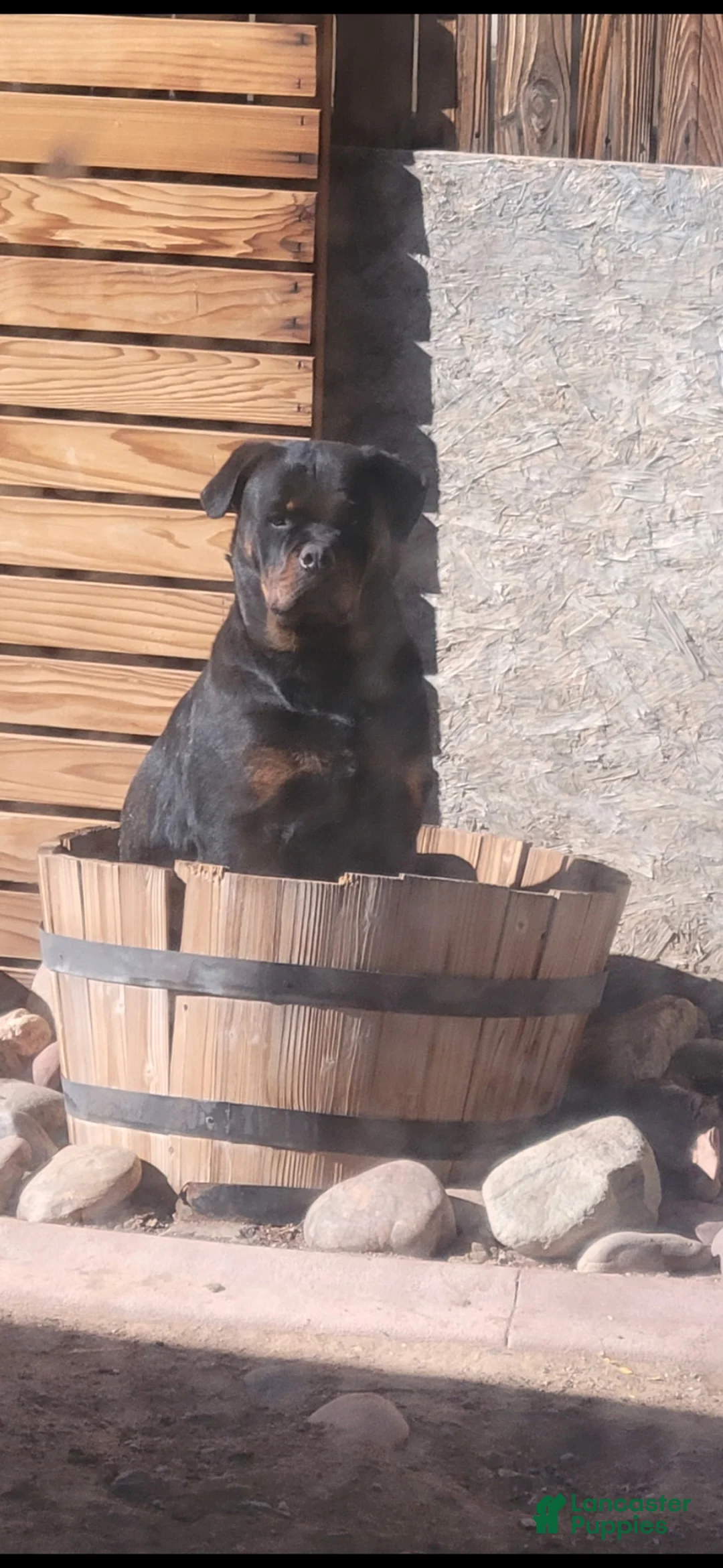 Rottweiler dogs for sale: Rottweiler Puppy 2 - Ad 2