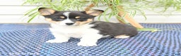 Welsh Corgi Pembroke dogs for sale: Sprite - Ad 7