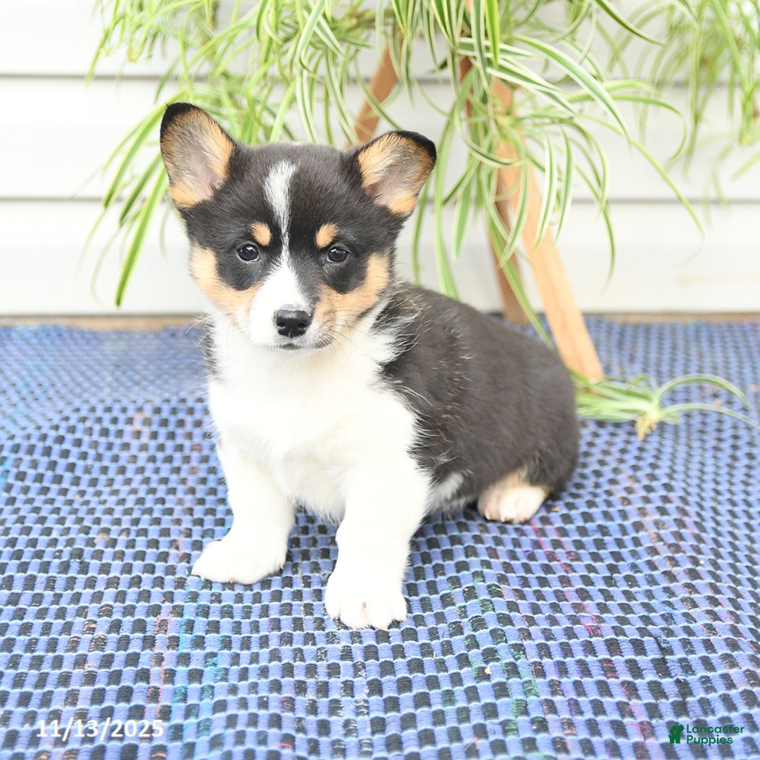Welsh Corgi Pembroke dogs for sale: Sprite - Ad 7