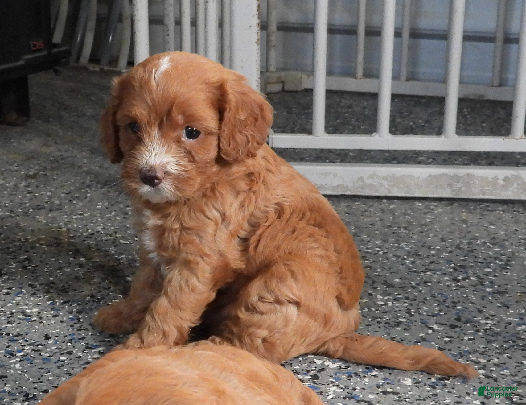 Cavapoo dogs #1 Male of Tara - Ad 39