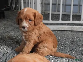 Cavapoo dogs #1 Male of Tara - Ad 39
