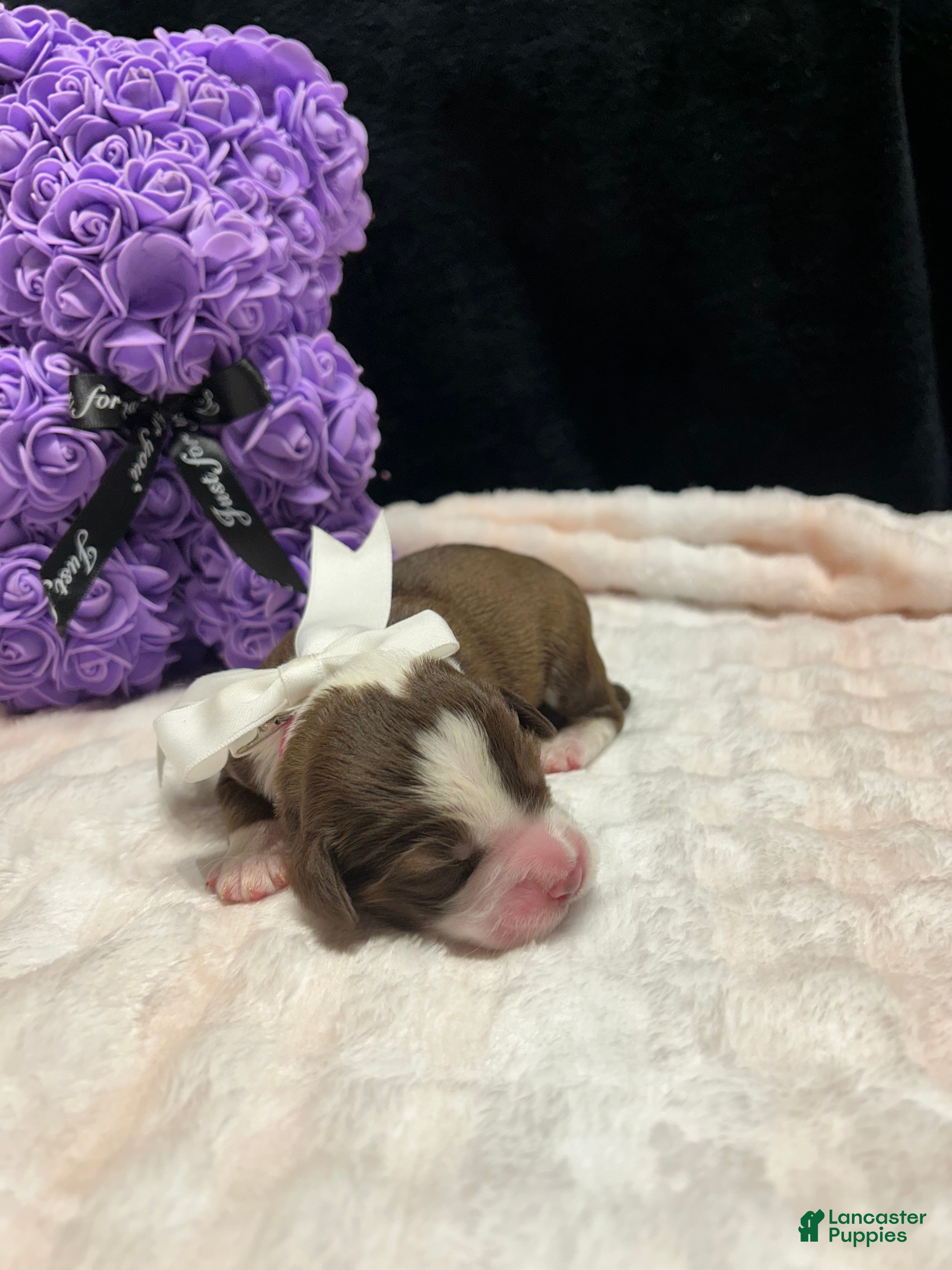 Mixed Breed dogs kisses - Ad 19