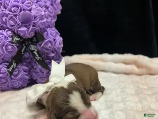 Mixed Breed dogs kisses - Ad 34