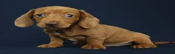 Miniature Dachshund dogs for sale: Cove 🌊 - Ad 4