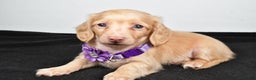 Miniature Dachshund dogs for sale: Annie - Ad 3