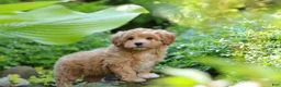Maltipoo dogs for sale: Letty - Ad 8