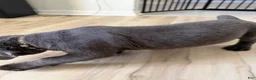Cane Corso dogs for sale: Havik - Ad 2