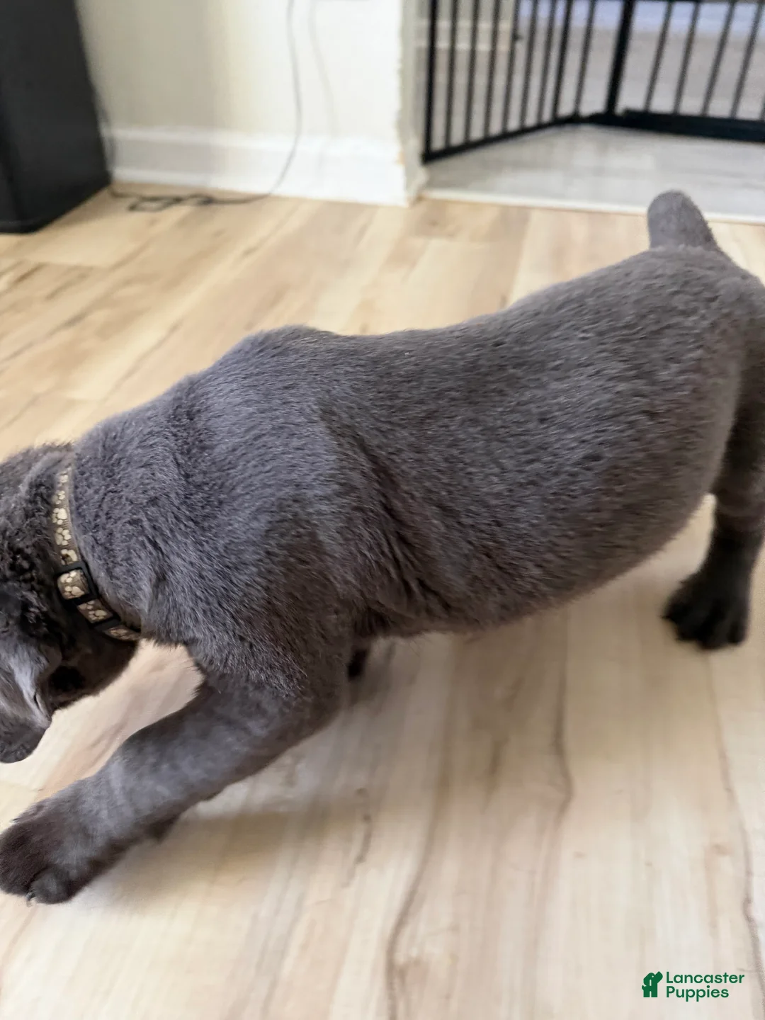 Cane Corso dogs for sale: Havik - Ad 2