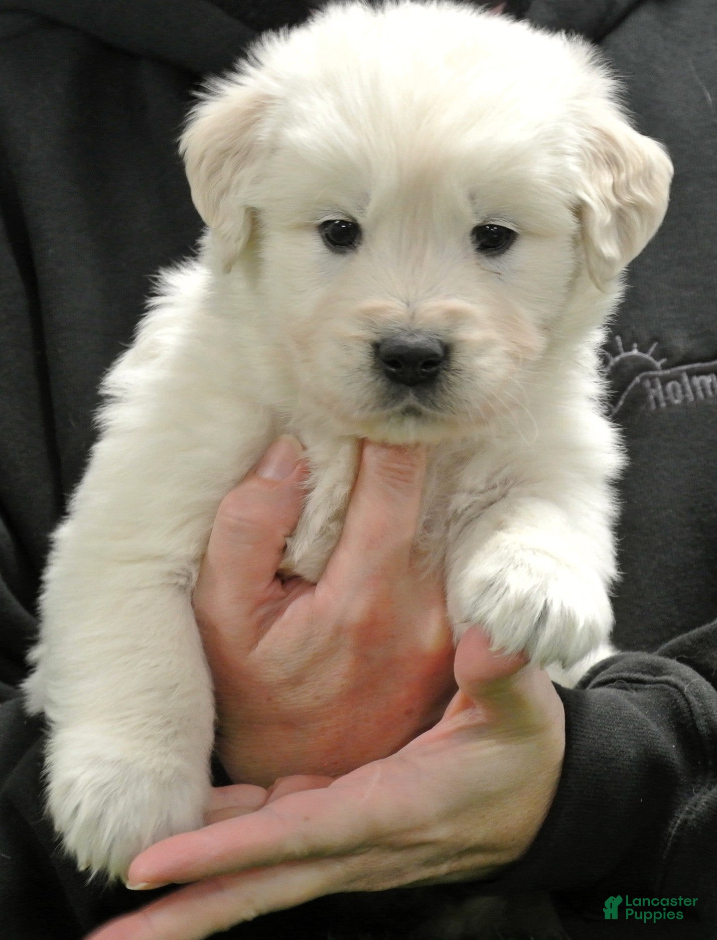 Golden Retriever dogs for sale: Beau - Ad 3