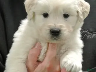 Golden Retriever dogs for sale: Beau - Ad 3