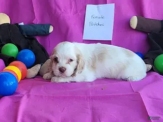 Cocker Spaniel dogs for sale: Patches - Ad 3