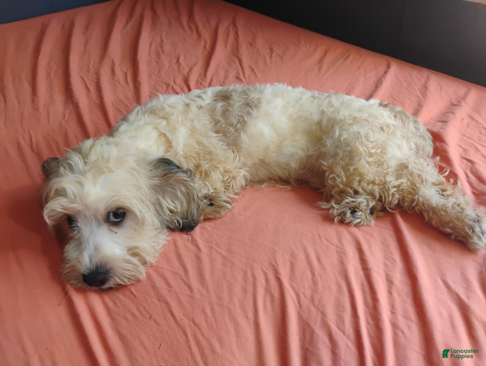 Mixed Breed dogs for sale: Mixed Breed 4 - Ad 2