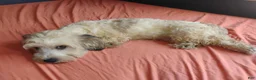 Mixed Breed dogs for sale: Mixed Breed 4 - Ad 1