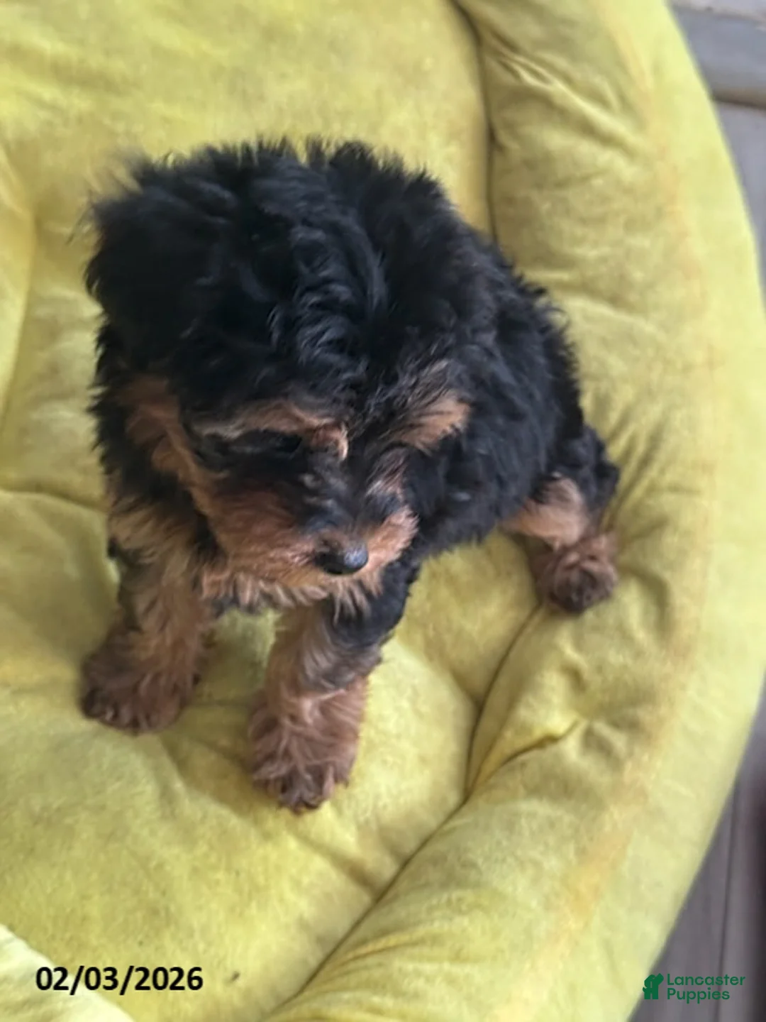 Yorkiepoo dogs for sale: Bailey - Ad 2