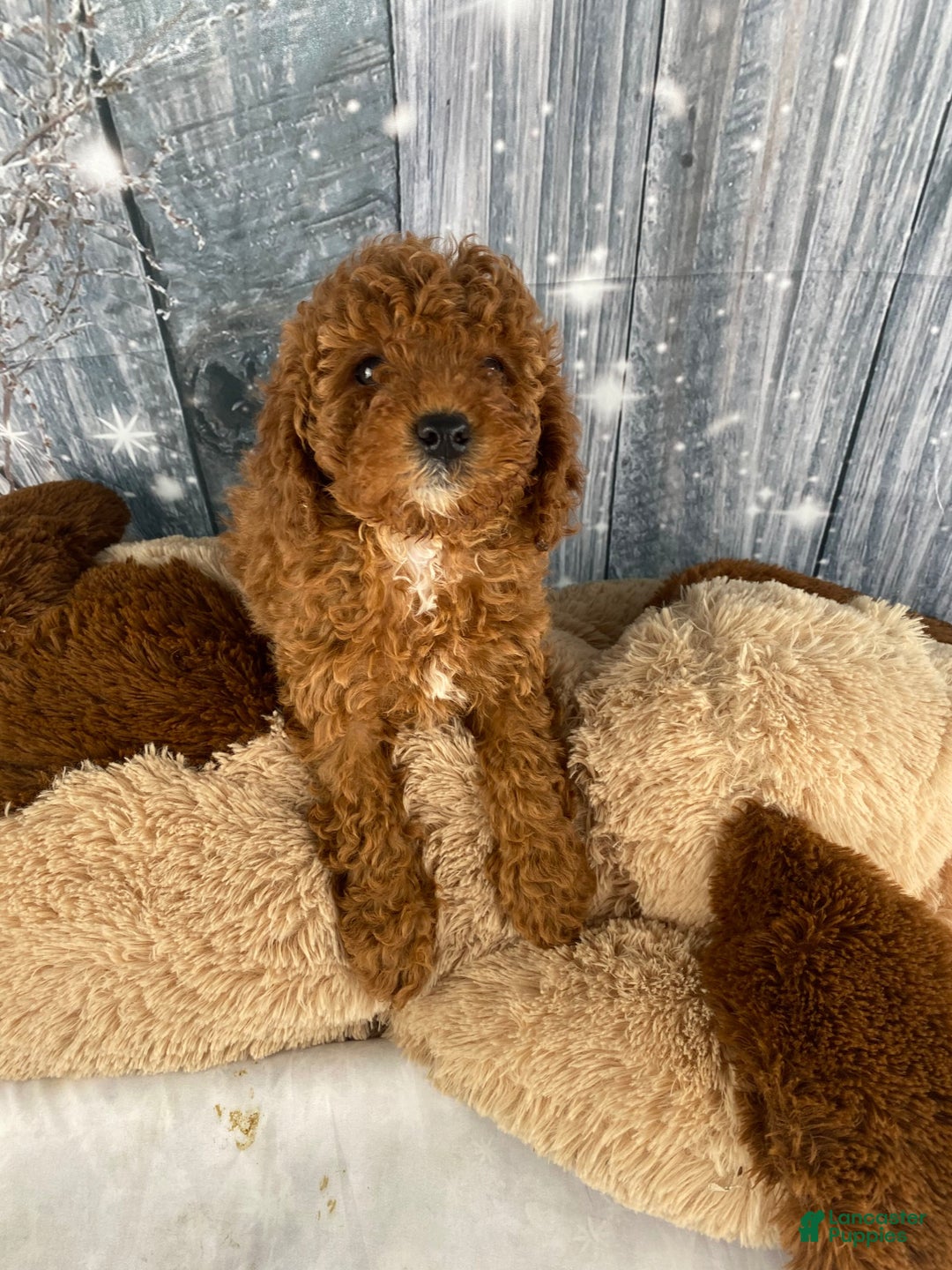 Miniature Poodle dogs for sale: Paisley - Ad 7