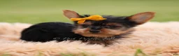 Yorkshire Terrier dogs for sale: Zeke - Ad 4
