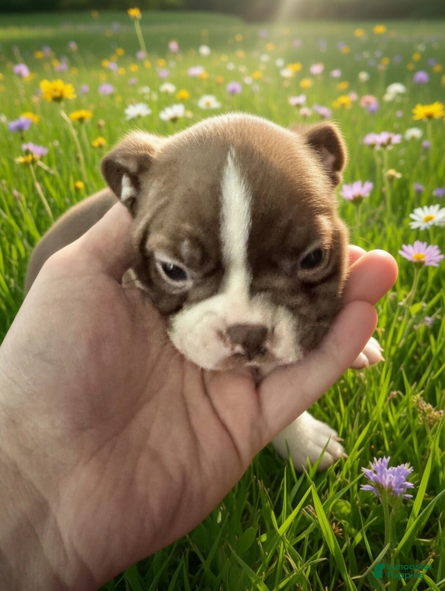 Boston Terrier dogs Boston Terrier Puppy 4 - Ad 38