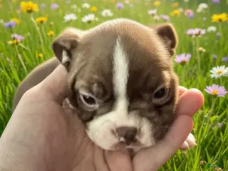 Boston Terrier dogs Boston Terrier Puppy 4 - Ad 38