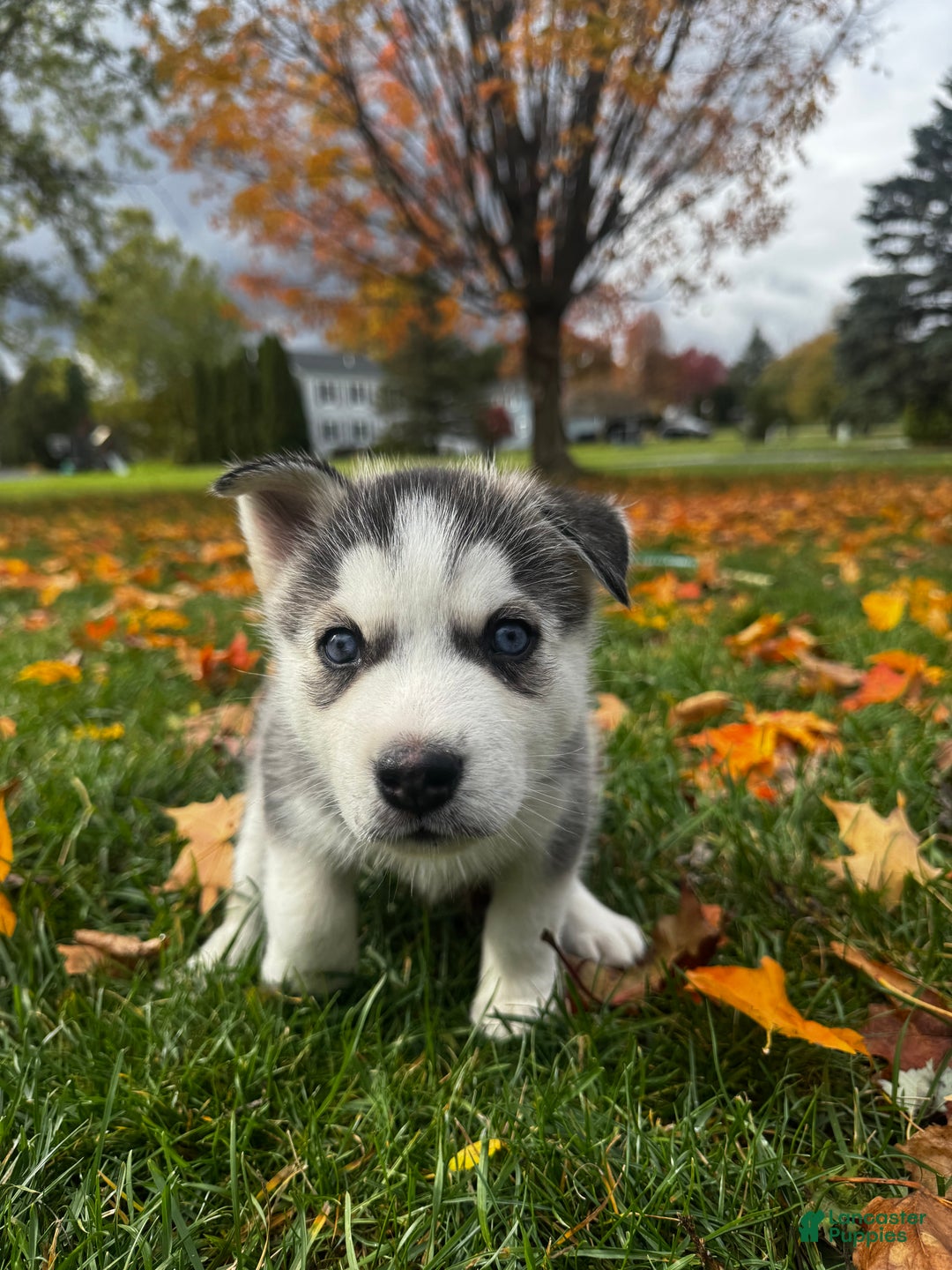 Siberian Husky dogs for sale: Siberian Husky Puppy 5 - Ad 10