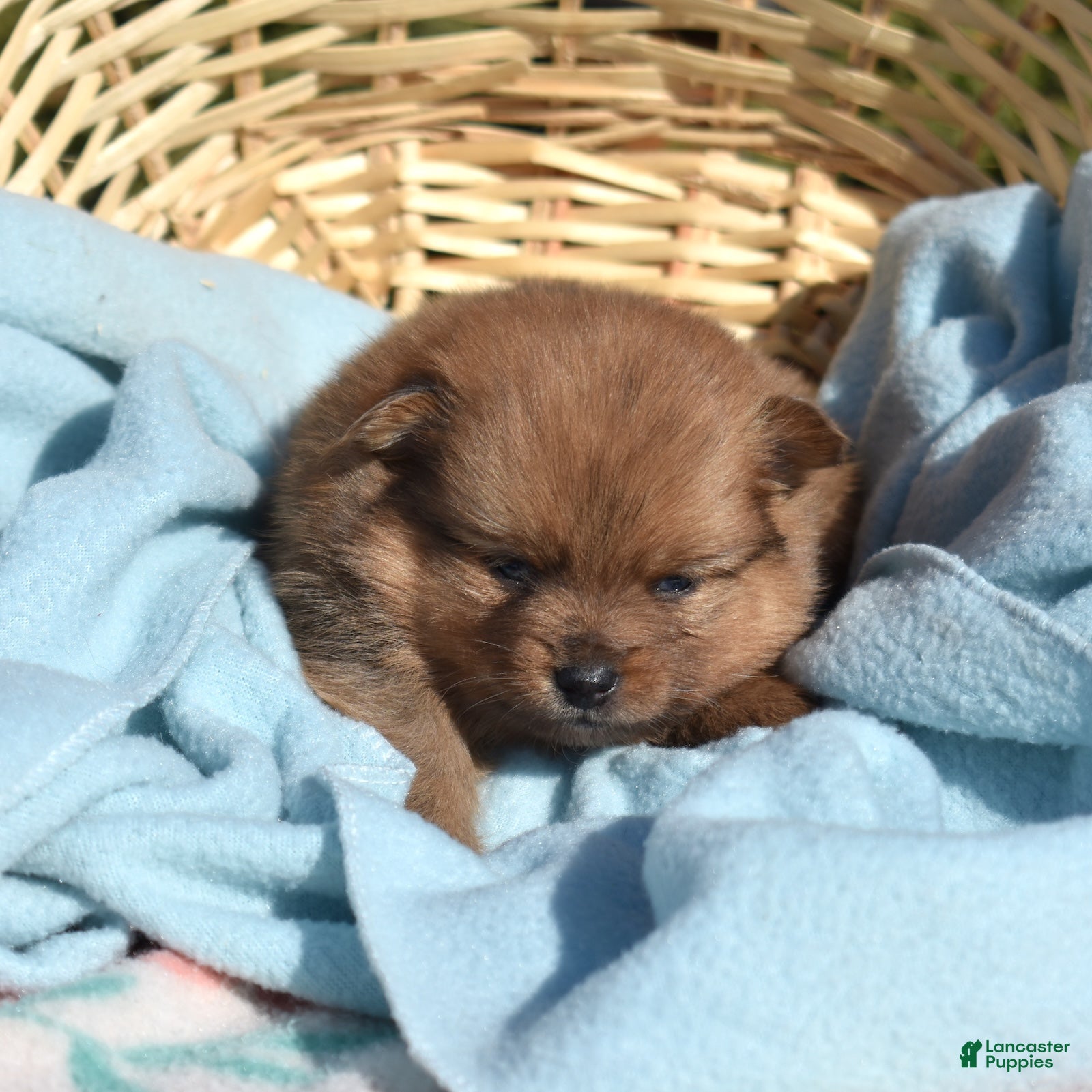 Pomeranian dogs Lily  - Ad 2