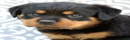 Rottweiler dogs for sale: Misty - Ad 6