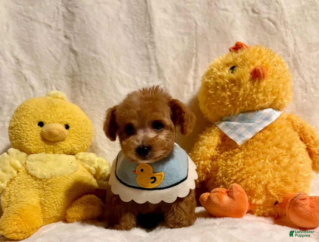 Toy Poodle dogs for sale: Junior - Ad 7
