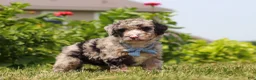 Mini Bernedoodle dogs for sale: Gabe - Ad 5