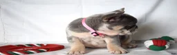 French Bulldog dogs for sale: Trixie - Ad 19