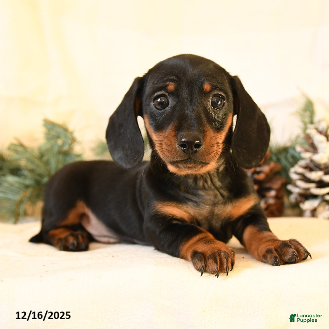 Miniature Dachshund dogs for sale: Candy - Ad 3