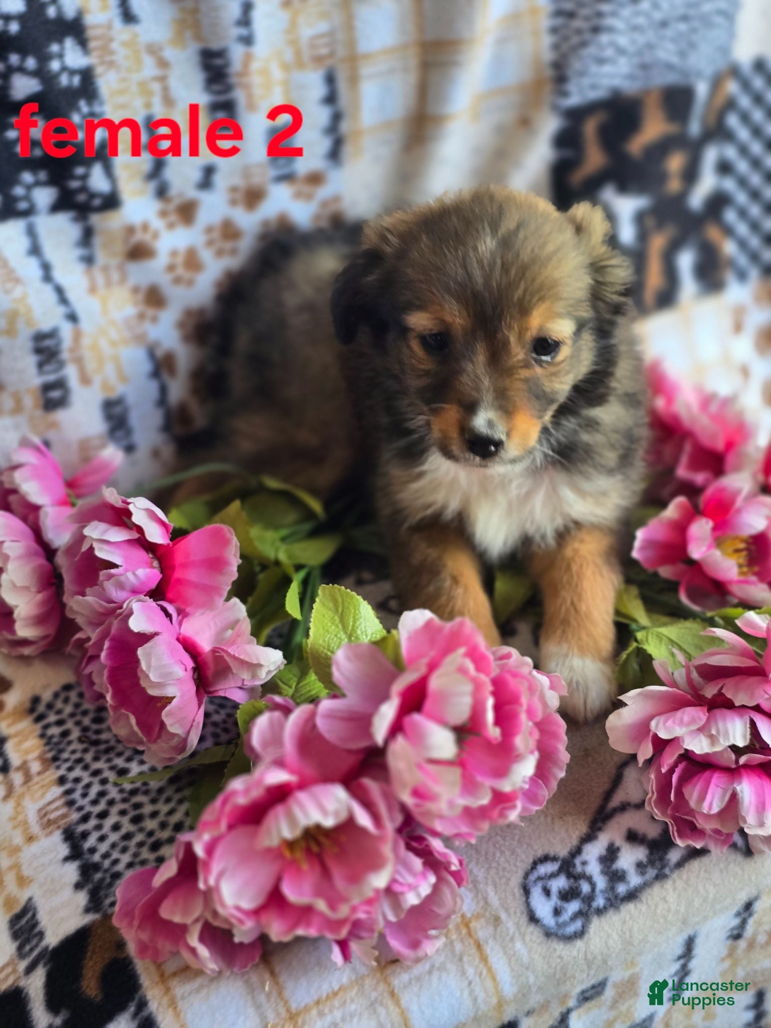 Mixed Breed dogs for sale: Mixed Breed 3 - Ad 1
