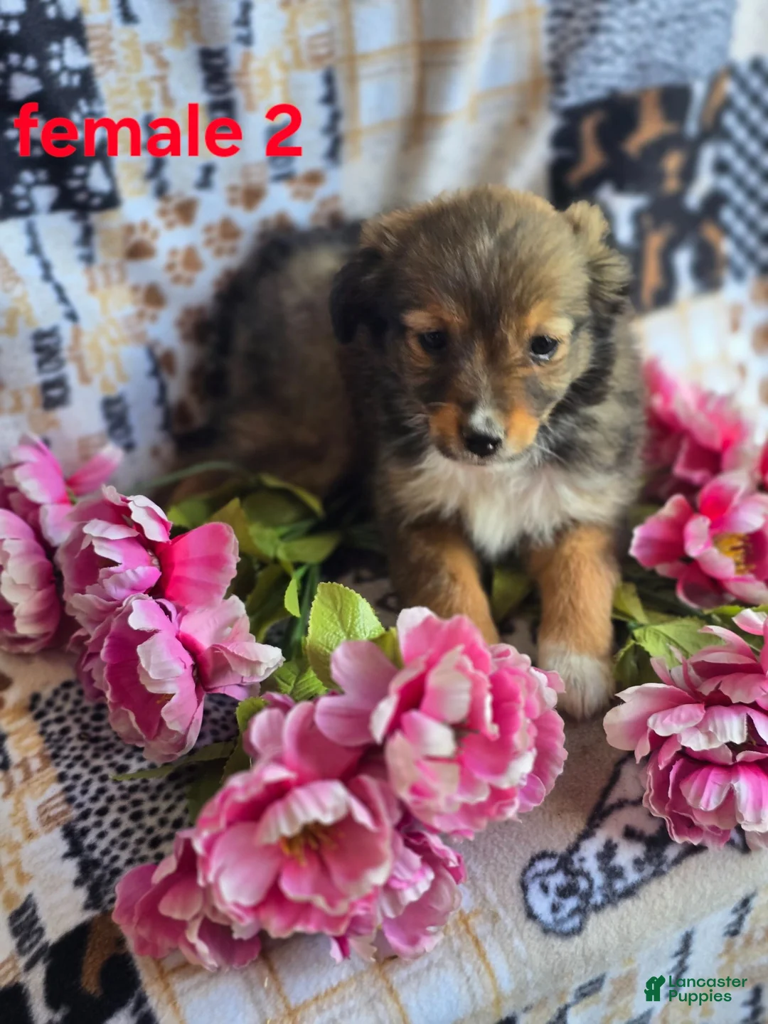 Mixed Breed dogs for sale: Mixed Breed 3 - Ad 1