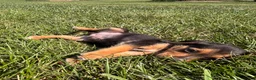 Beagle dogs for sale: Buck - Ad 2