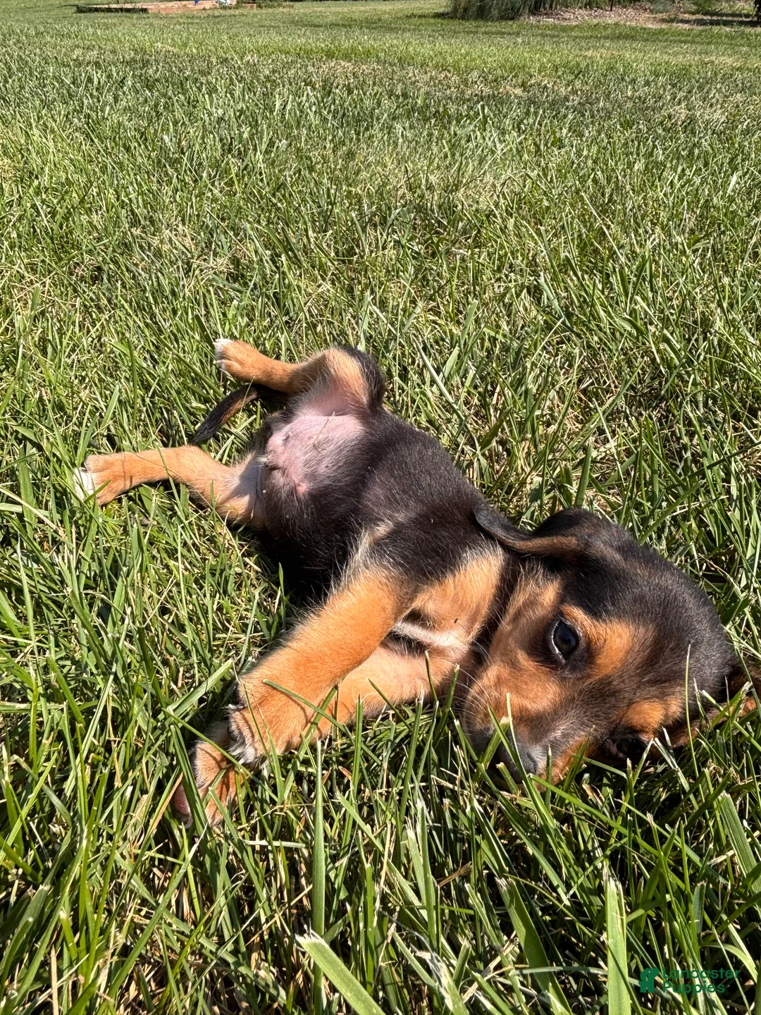 Beagle dogs for sale: Buck - Ad 2