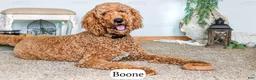 Bernedoodle dogs for sale: Ember - Ad 4
