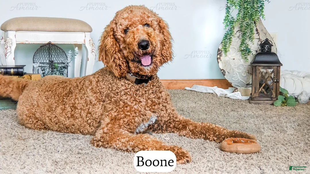 Bernedoodle dogs for sale: Ember - Ad 4