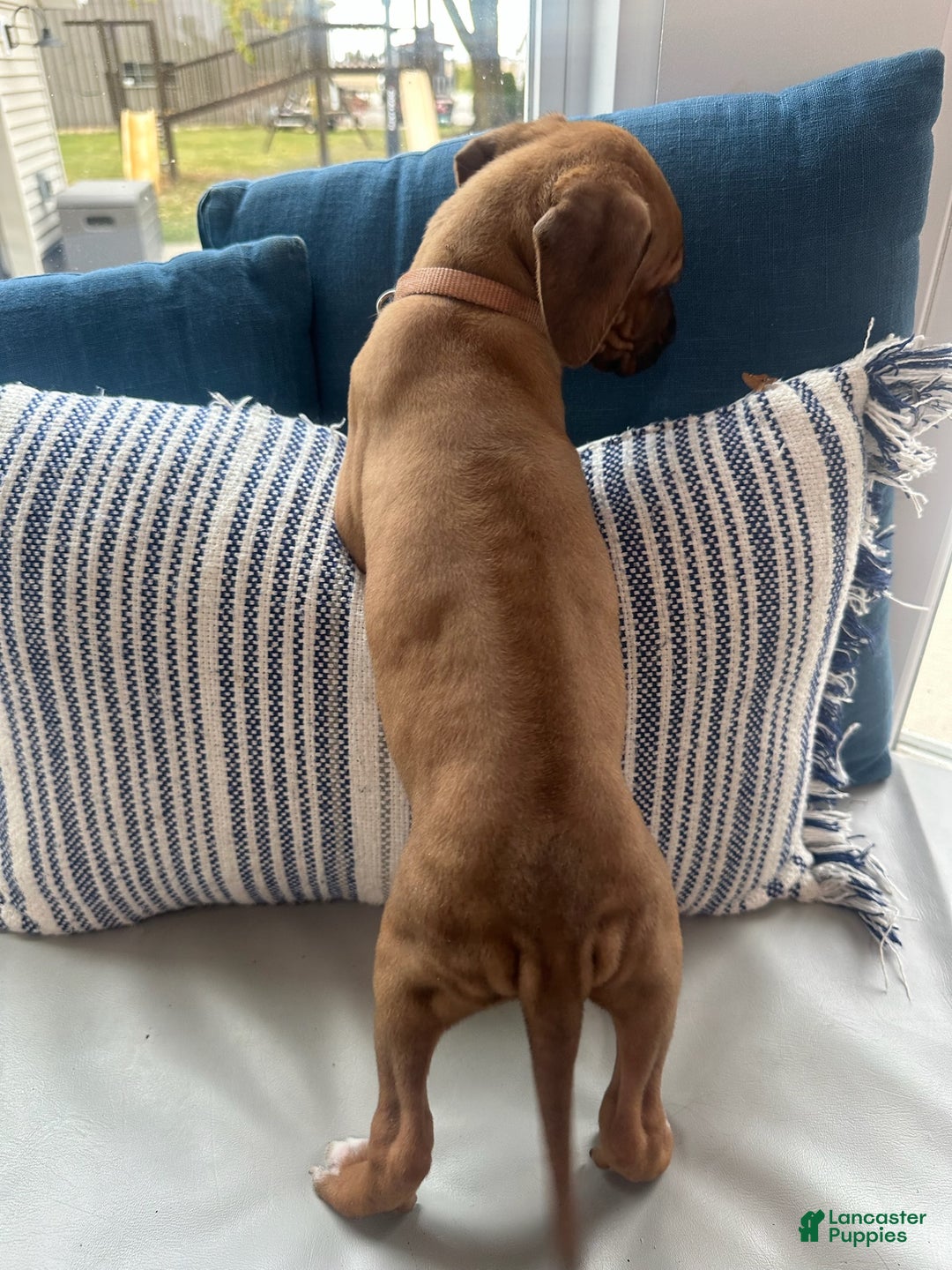 Rhodesian Ridgeback dogs for sale: "JELLYBEAN" AKC RHODESIAN RIDGEBACK - Ad 10