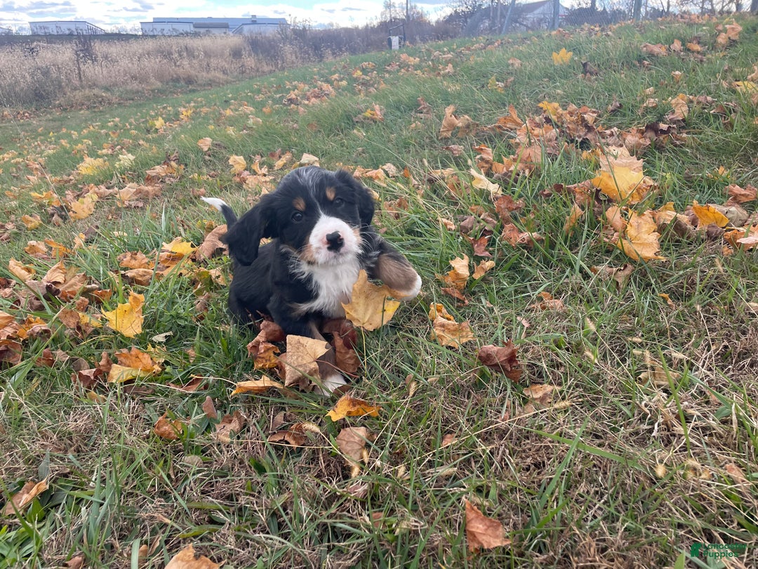 Mixed Breed dogs for sale: Hunter - Ad 6