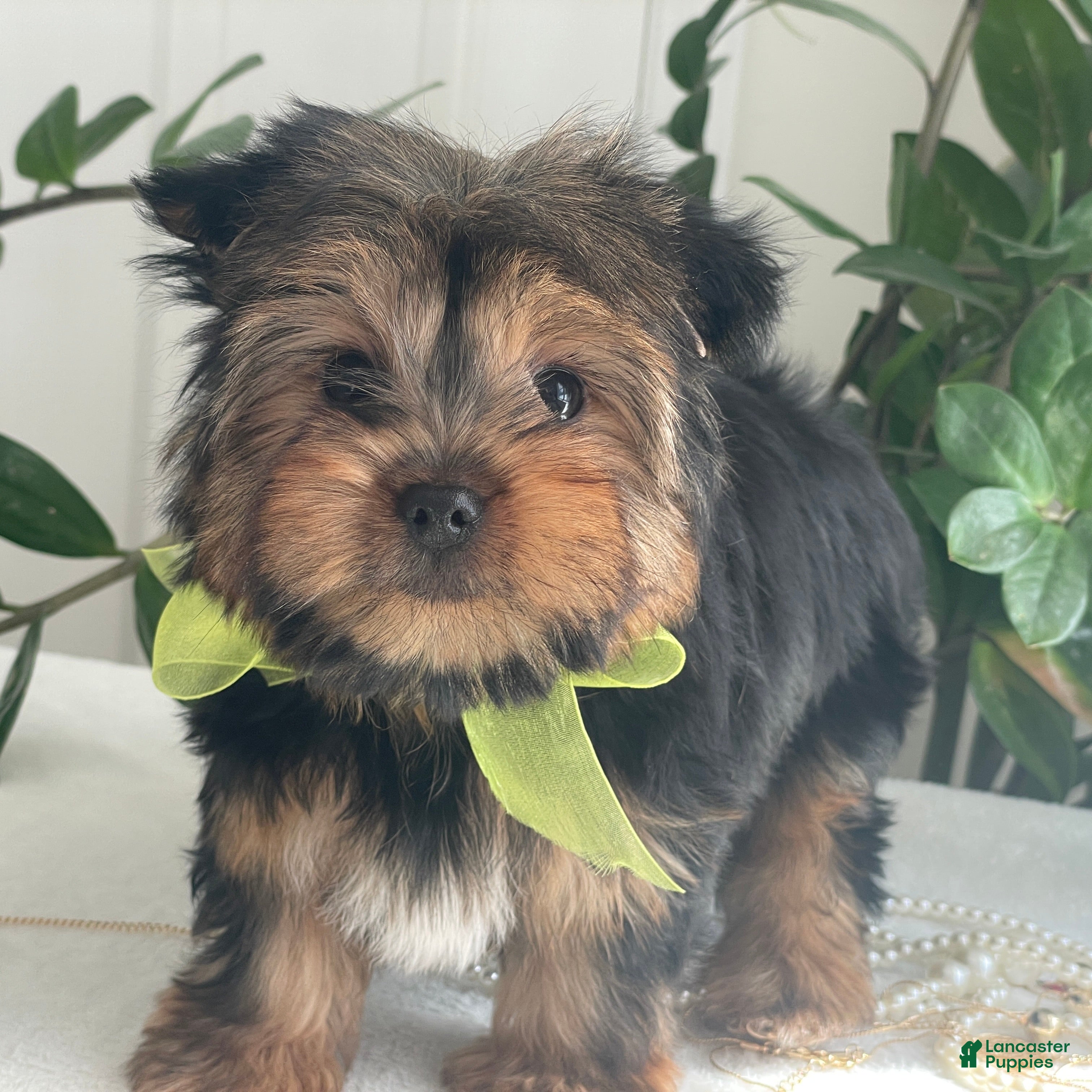 Yorkshire Terrier dogs Fluffy - Ad 2