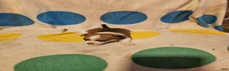 Chihuahua dogs for sale: Frari - Ad 6