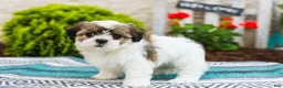 Shih Tzu dogs for sale: Blossom (Raised in Home, Crate Trained & Potty Training!) - Ad 7