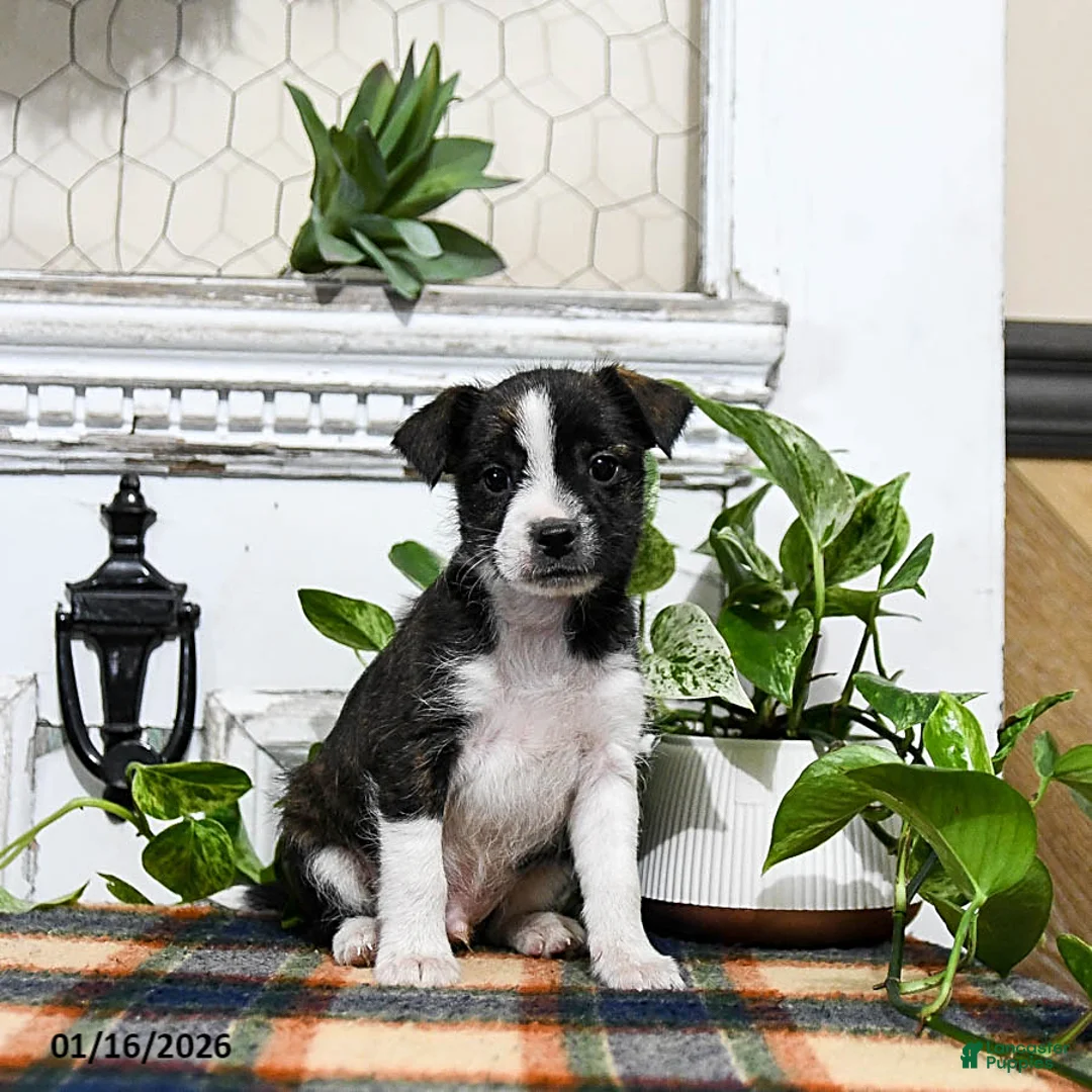 Mixed Breed dogs for sale: Hunter - Ad 2