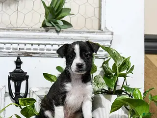 Mixed Breed dogs Hunter - Ad 5